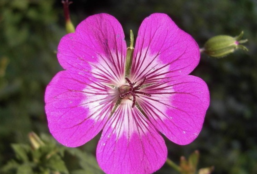 Kakost 'Rosetta' - Geranium wallichianum 'Rosetta'