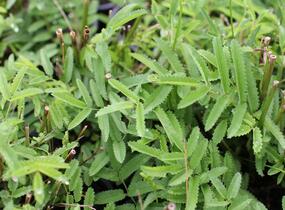 Krvavec toten 'Tanna Pink' - Sanguisorba officinalis 'Tanna Pink'