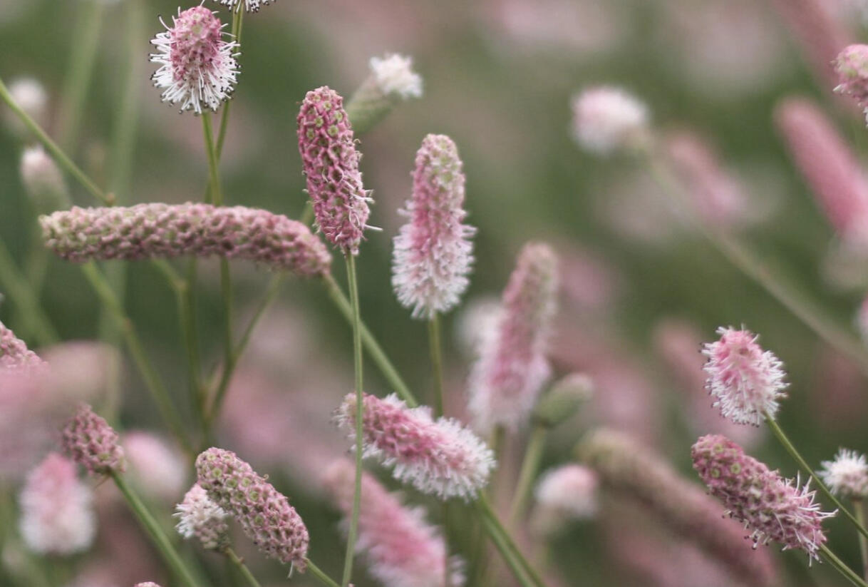 Krvavec toten 'Tanna Pink' - Sanguisorba officinalis 'Tanna Pink'