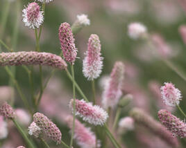 Krvavec toten 'Tanna Pink'