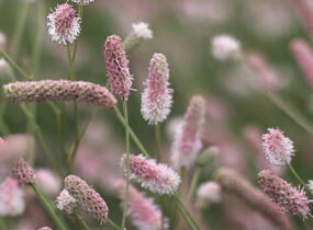 Krvavec toten 'Tanna Pink' - Sanguisorba officinalis 'Tanna Pink'