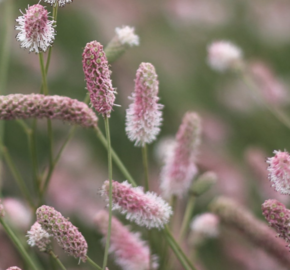 Krvavec toten 'Tanna Pink' - Sanguisorba officinalis 'Tanna Pink'
