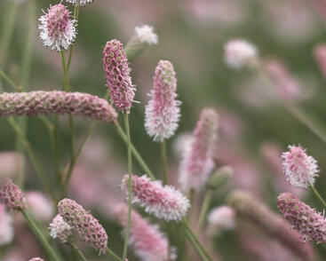 Krvavec toten 'Tanna Pink'