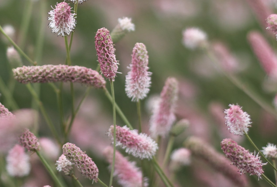 Krvavec toten 'Tanna Pink' - Sanguisorba officinalis 'Tanna Pink'