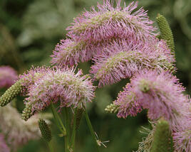 Krvavec 'Pink Brushes'