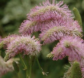 Krvavec 'Pink Brushes' - Sanguisorba hybrida 'Pink Brushes'