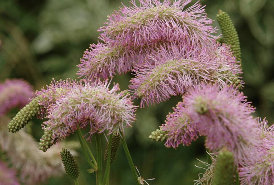 Krvavec 'Pink Brushes' - Sanguisorba hybrida 'Pink Brushes'