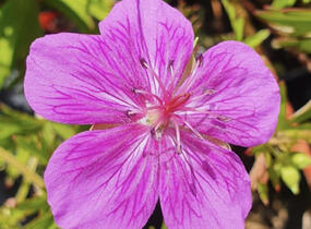 Kakost 'Starman' - Geranium soboliferum 'Starman'