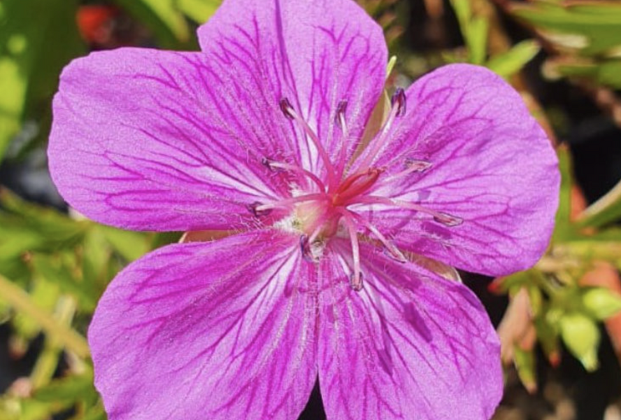 Kakost 'Starman' - Geranium soboliferum 'Starman'