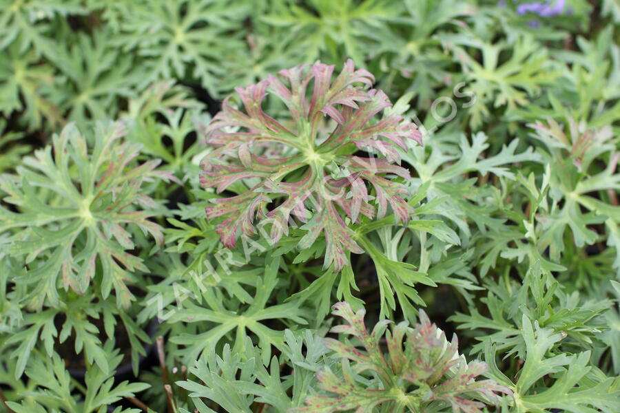 Kakost 'Starman' - Geranium 'Starman'