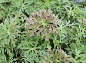 Kakost 'Starman' - Geranium soboliferum 'Starman'