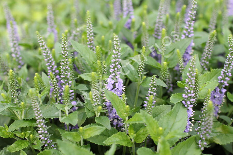 Rozrazil 'Candela Blue' - Veronica 'Candela Blue'