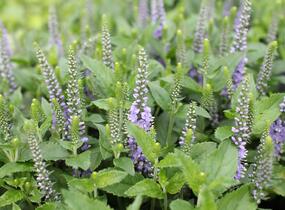 Rozrazil klasnatý 'Candela Blue' - Veronica spicata 'Candela Blue'