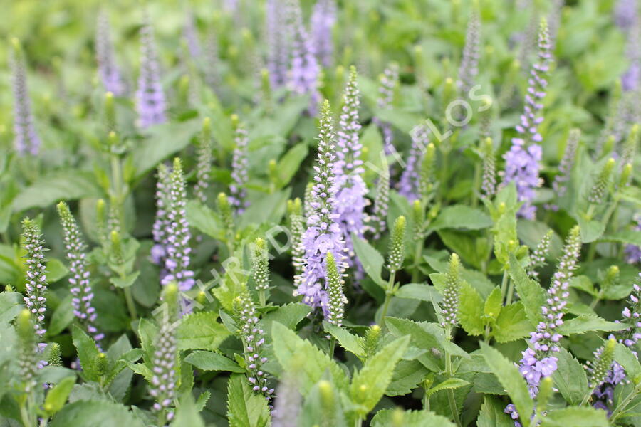 Rozrazil 'Candela Blue' - Veronica 'Candela Blue'