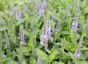 Rozrazil klasnatý 'Candela Blue' - Veronica spicata 'Candela Blue'