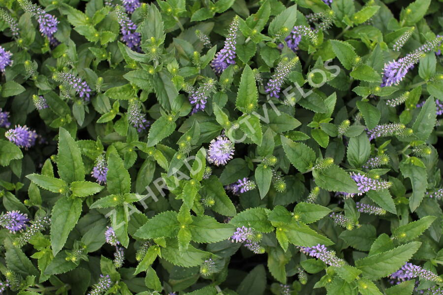 Rozrazil 'Candela Blue' - Veronica 'Candela Blue'