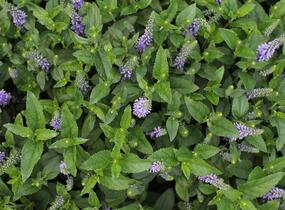Rozrazil klasnatý 'Candela Blue' - Veronica spicata 'Candela Blue'
