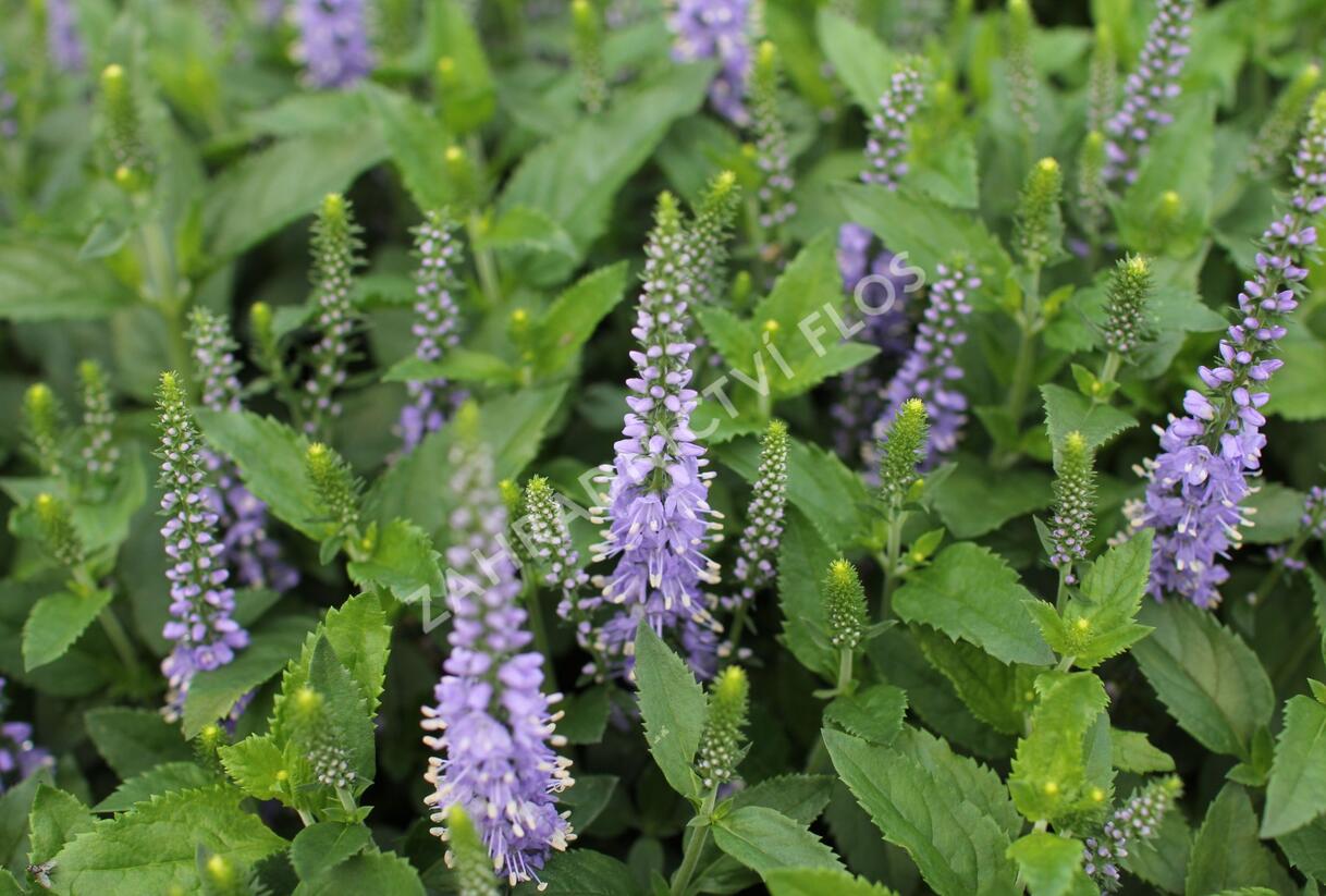 Rozrazil klasnatý 'Candela Blue' - Veronica spicata 'Candela Blue'
