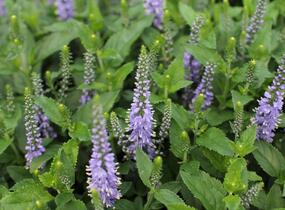 Rozrazil klasnatý 'Candela Blue' - Veronica spicata 'Candela Blue'