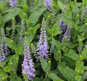 Rozrazil 'Candela Blue' - Veronica 'Candela Blue'