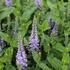 Veronica 'Candela Blue'_06.JPG