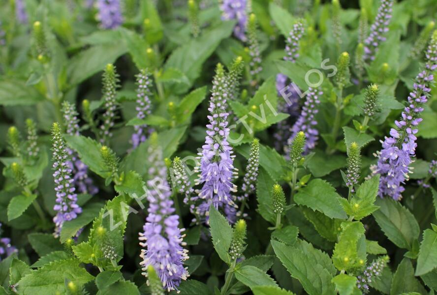 Rozrazil klasnatý 'Candela Blue' - Veronica spicata 'Candela Blue'