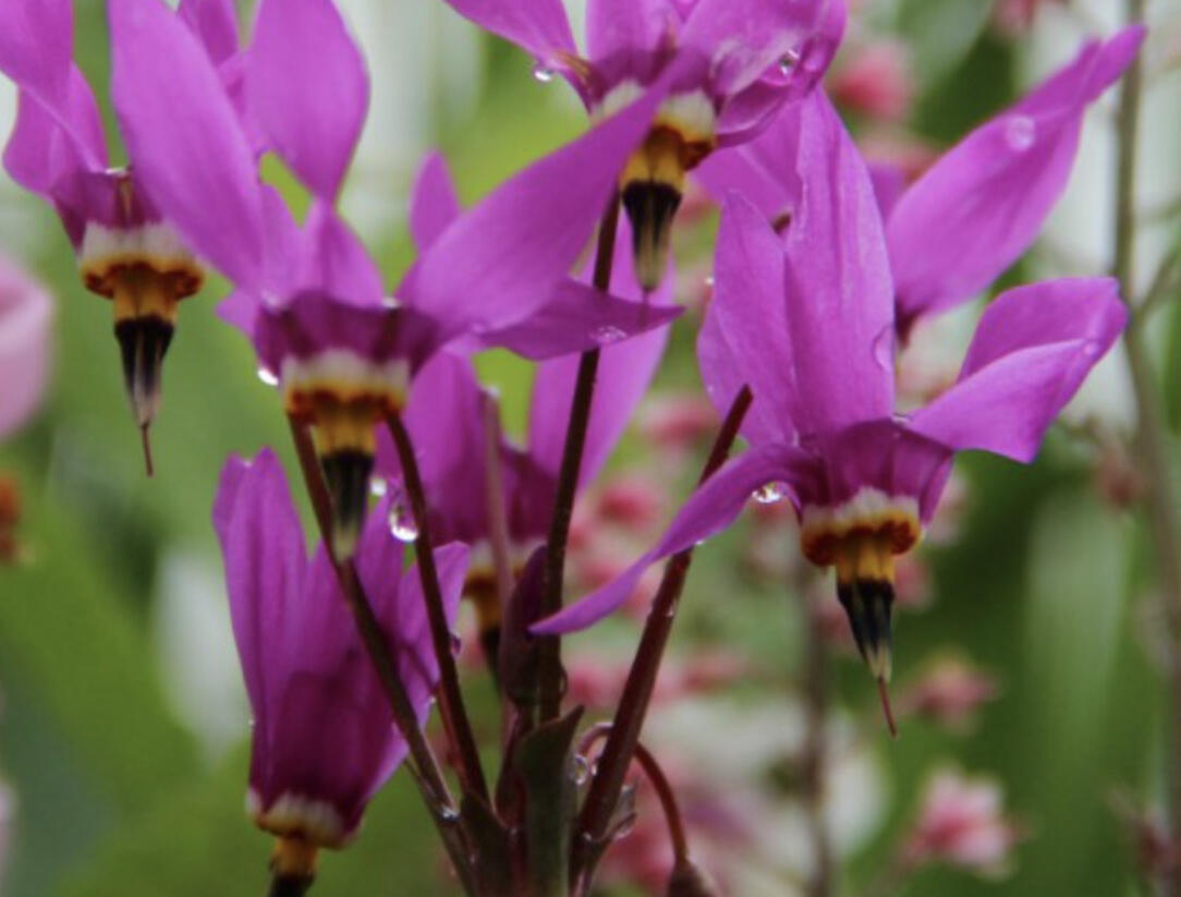 Boží květ zahradní 'Aphrodite' - Dodecatheon meadia 'Aphrodite'