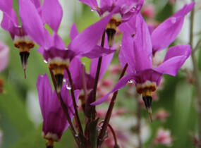 Boží květ zahradní 'Aphrodite' - Dodecatheon meadia 'Aphrodite'