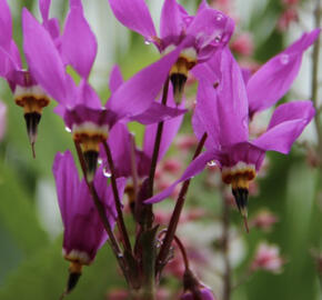 Boží květ zahradní 'Aphrodite'