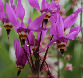 Boží květ zahradní 'Aphrodite' - Dodecatheon meadia 'Aphrodite'