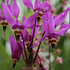 Dodecatheon meadia 'Aphrodite'.png