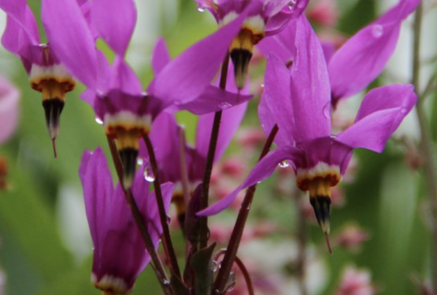 Boží květ zahradní 'Aphrodite' - Dodecatheon meadia 'Aphrodite'
