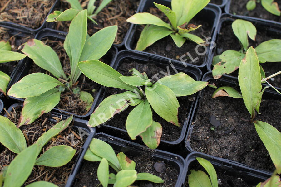 Boží květ zahradní 'Aphrodite' - Dodecatheon meadia 'Aphrodite'