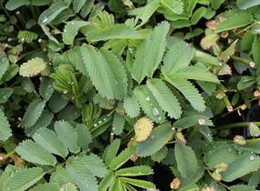Krvavec 'Lilac Squirrel' - Sanguisorba hakusanensis 'Lilac Squirrel'