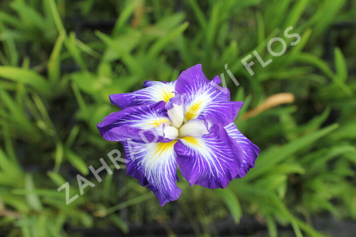 Kosatec mečovitý Dinner Plate 'Carrot Cake' - Iris ensata Dinner Plate 'Carrot Cake'
