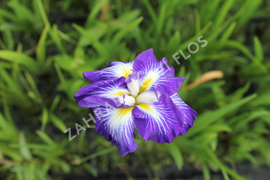 Kosatec mečovitý Dinner Plate 'Carrot Cake' - Iris ensata Dinner Plate 'Carrot Cake'