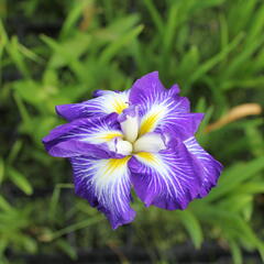 Kosatec mečovitý Dinner Plate 'Carrot Cake' - Iris ensata Dinner Plate 'Carrot Cake'