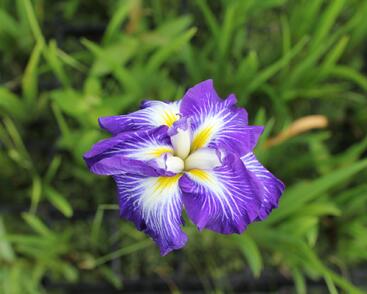 Kosatec mečovitý Dinner Plate 'Carrot Cake'