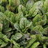 Rumex sanguinea ssp. sanguineus.JPG