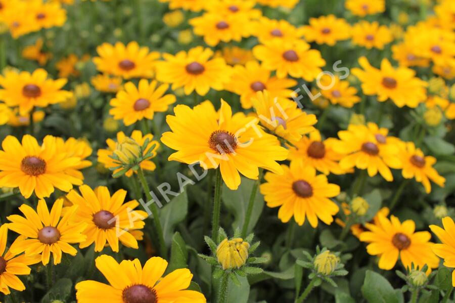 Třapatka 'Summerdaisy's Golden Toffee' - Rudbeckia hybrida 'Summerdaisy's Golden Toffee'