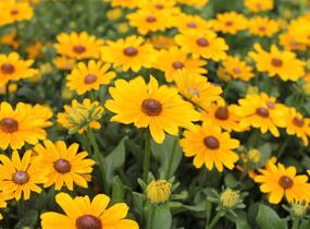Třapatka 'Summerdaisy's Golden Toffee' - Rudbeckia hybrida 'Summerdaisy's Golden Toffee'