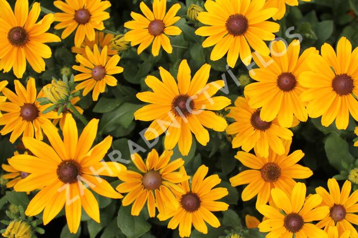 Třapatka 'Summerdaisy's Golden Toffee' - Rudbeckia hybrida 'Summerdaisy's Golden Toffee'