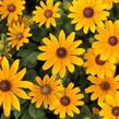 Třapatka 'Summerdaisy's Golden Toffee' - Rudbeckia hybrida 'Summerdaisy's Golden Toffee'