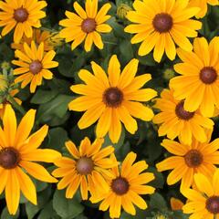 Třapatka 'Summerdaisy's Golden Toffee' - Rudbeckia hybrida 'Summerdaisy's Golden Toffee'