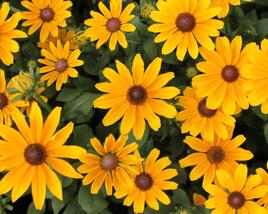 Třapatka 'Summerdaisy's Golden Toffee'