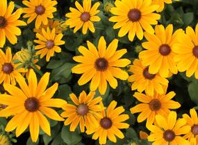Třapatka 'Summerdaisy's Golden Toffee' - Rudbeckia hybrida 'Summerdaisy's Golden Toffee'