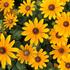 Rudbeckia hybrida 'Summerdaisy's Golden Toffee'_02.JPG