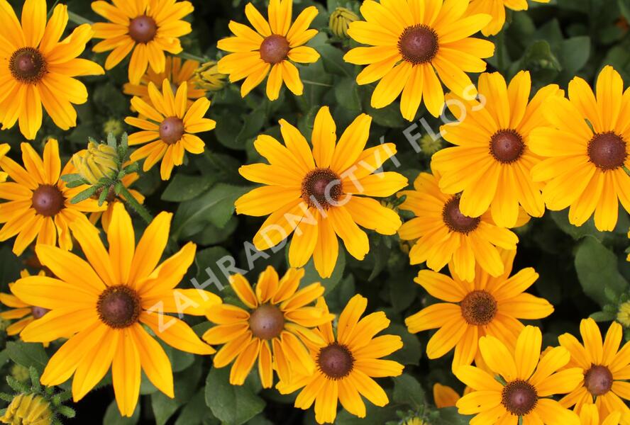 Třapatka 'Summerdaisy's Golden Toffee' - Rudbeckia hybrida 'Summerdaisy's Golden Toffee'