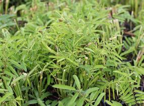 Krvavec 'Burr Blanc' - Sanguisorba hybrida 'Burr Blanc'