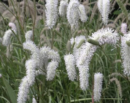 Krvavec 'Burr Blanc'